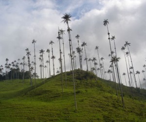 Cocora Valley Source: Uff.Travel